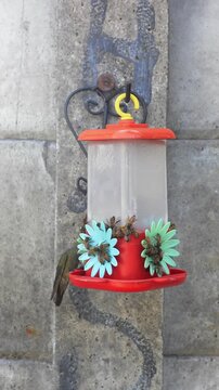 Hummingbird and honey bees feeding together at a colorful nectar feeder