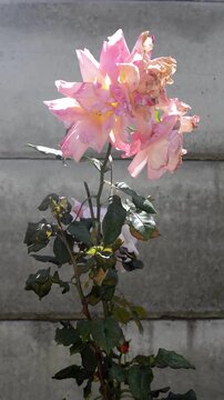 Wilted pink rose swaying gently in the wind against a concrete wall