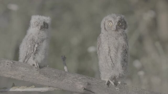 Portrait of two fluffy nestling Eurasian scops owls Otus scops perched on a tree branch in a forest. Close-up of a young wild owl chick in Wildlife, expressive eyes. ProRes 422 10-bit C-LOG2 video..