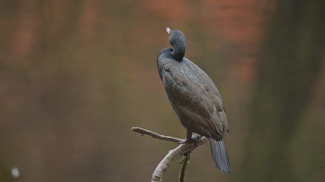 Komoran (Phalacrocorax carbo), sitzt auf einem Ast und beobachtet seine Umgebung, Jacobiweiher, Frankfurt, Hessen, Deutschland