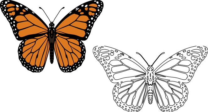 Colorful monarch butterfly illustration spreading wings dual version colored outline vector icon isolated orange black insect vibrant nature wildlife beautiful pollinator