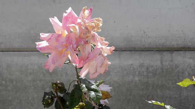 Withered pink rose swaying in the wind against a concrete wall, static camera with no people