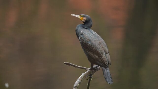 Komoran (Phalacrocorax carbo), sitzt auf einem Ast und beobachtet seine Umgebung, Jacobiweiher, Frankfurt, Hessen, Deutschland