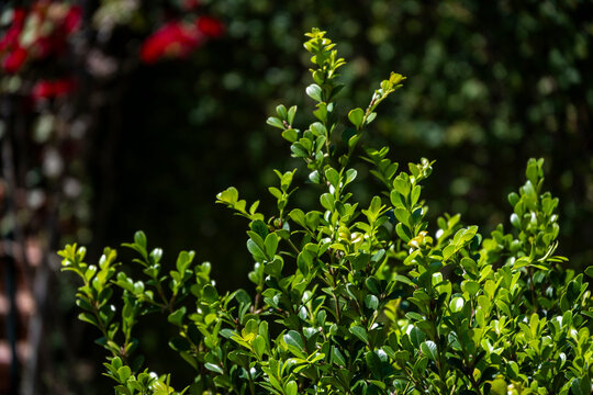 Fresh green leaves in natural light