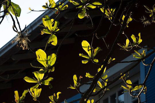 Backlit leaves and house roof detail