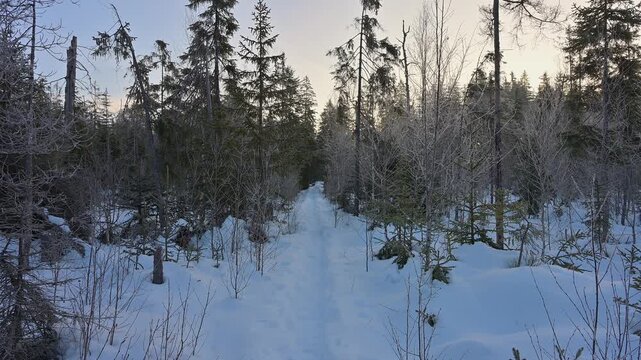 Tief verschneiter Pfad, der durch einen winterlichen Wald f&uuml;hrt, Filzwald, St. Oswald-Riedlh&uuml;tte, Nationalpark Bayerischerwald, Bayern, Deuschland