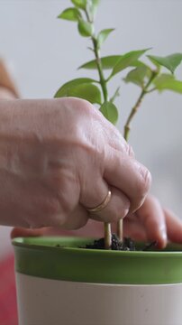 Pair of adult female hands one wearing elastic wristband and ring gently holds root ball from small plant. action involves positioning soil filled container beneath to receive transplanted