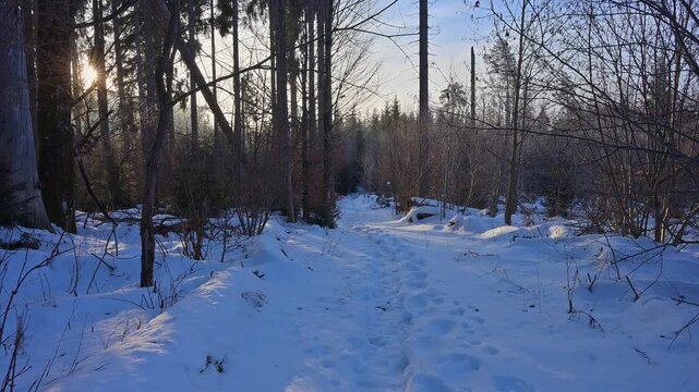 Verschneite Winterlandschaft an einem sonnigen Wintertag, Filzwald, St. Oswald-Riedlh&uuml;tte, Nationalpark Bayerischerwald, Bayern, Deuschland