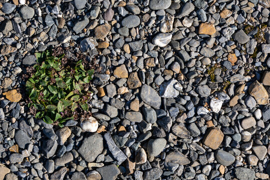 Quebec, Canada, 22 August 2026 : A small green plant grows amidst an expanse of mixed gravel and smooth pebbles