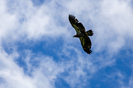 Gaspesie, Quebec, 15 July 2026 : A juvenile bald eagle soars with outstretched wings against a blue sky with white clouds.
