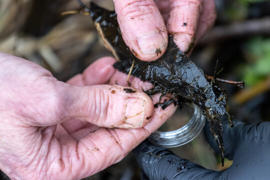La Tuque, Canada, 07 May 2026 : A person's gloved hand and another's ungloved hand hold wet organic debris over a small collection container.