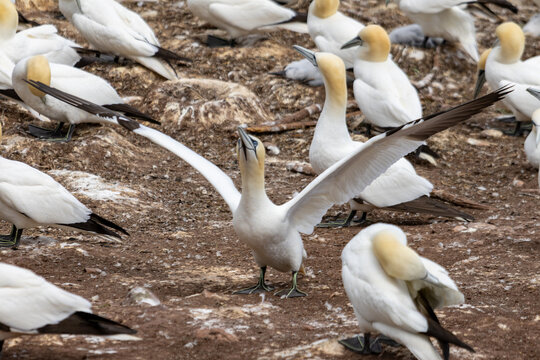 Quebec, Canada, 15 July 2026 : A Northern Gannet stretches its wings amidst a colony of other gannets on a rocky nesting ground.