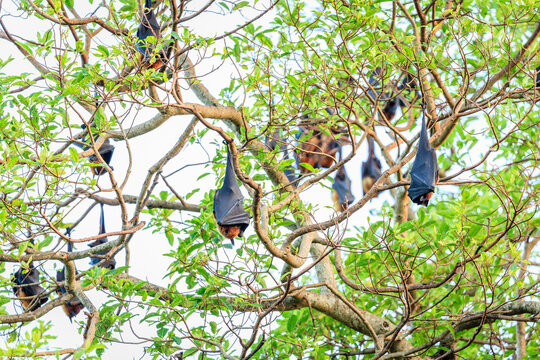 Indian flying fox colony, Anuradhapura, Sri Lanka