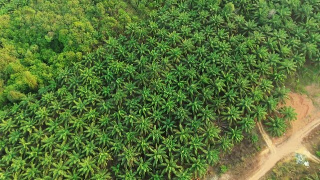 Aerial view of oil palm plantation with dense green foliage and a dirt path bordering the trees in Anggana, East Kalimantan, Indonesia.