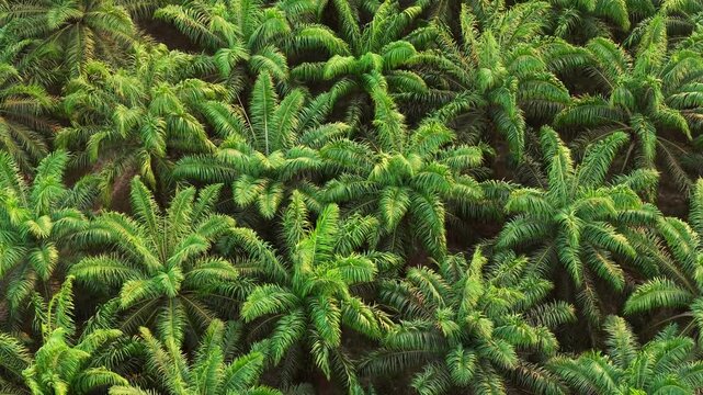 Aerial view of oil palm plantation with lush green palm fronds and dense canopy patterns in Anggana, East Kalimantan, Indonesia.