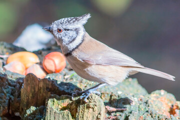 The crested tit (*Lophophanes cristatus*), also known as the European crested tit, is a small songbird of the tit family. © Ludmila