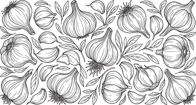 Garlic Bulbs and Cloves Hand Drawn Vector Illustration Set