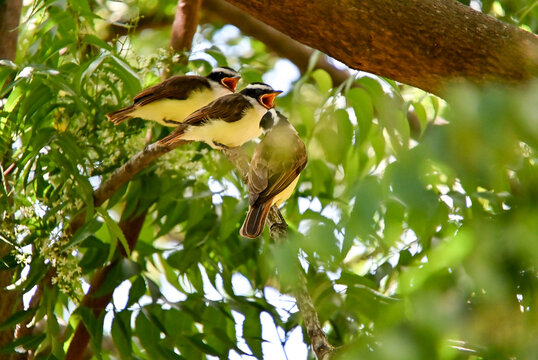 three great kiskadees perched on tree branch with two singing, Pitangus sulphuratus bird group in green tree canopy, tropical wildlife group and birdwatching concept