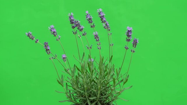 Fresh flowering lavender sprigs thrive in the garden setting providing purple petals and scented stems for natural aromatherapy products and herbal tea preparation while enhancing herbal craft