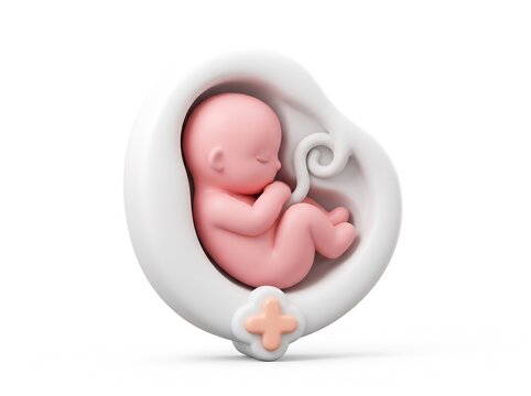 Stylized 3D icon of a fetus developing inside a womb with medical icon human life 3D illustration