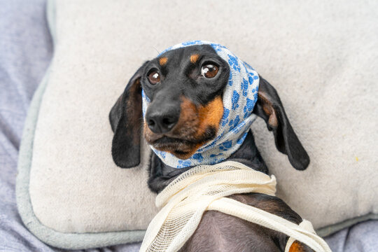 A black and tan dachshund dog wears a paw print bandana wrapped like a headache compress and gauze around its neck while lying on a pillow, a concept of pet injury and home care.