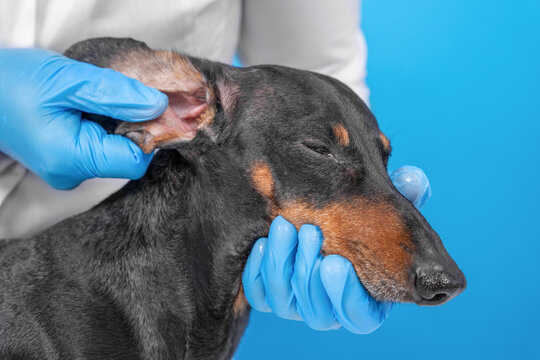 A veterinarian wearing blue gloves examines the ear of a black and tan dachshund dog against a blue background, a concept of ear infection checkup and animal healthcare.