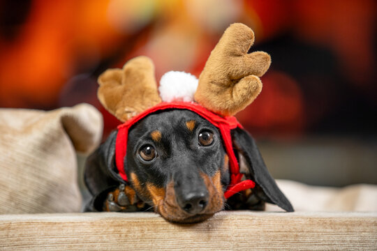 A black and tan dachshund dog wearing a red antler headband with a small white pompom lies with its chin on the edge of a beige sofa near a warm fireplace glow, a concept of quiet seasonal downtime.