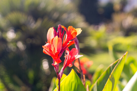 A vivid red and orange canna lily blooms on a green stem in a sunlit garden, with lush foliage softly blurred in the background.