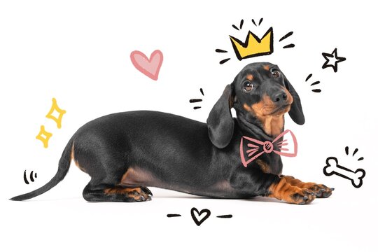 A black and tan dachshund dog lies on a white background wearing a pink bow tie, surrounded by drawn doodles of a crown, heart, star and bone symbolizing pet pampering.