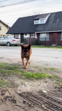An aging German Shepherd moves slowly along a quiet gravel road, its stiff gait and worn frame telling a story of loyal years, a gentle reminder of the toll time takes on old friends.