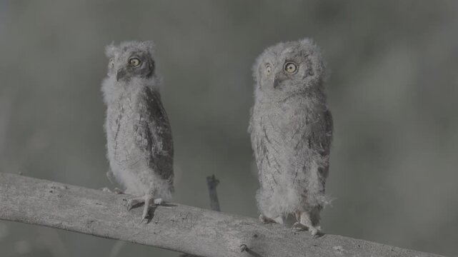 Portrait of two fluffy nestling Eurasian scops owls Otus scops perched on a tree branch in a forest. Close-up of a young wild owl chick in Wildlife, expressive eyes. ProRes 422 10-bit C-LOG2 video..