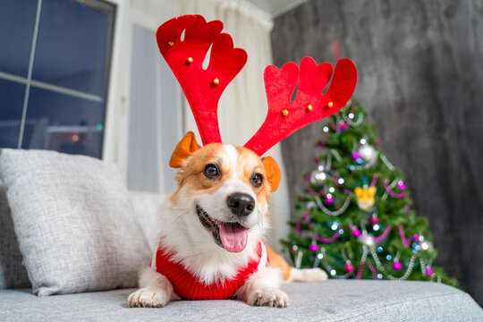Smiling corgi dog wearing red reindeer antlers and a festive sweater on a gray sofa, tongue out, in a cozy living room with a decorated christmas tree and colorful bokeh lights in soft focus behind