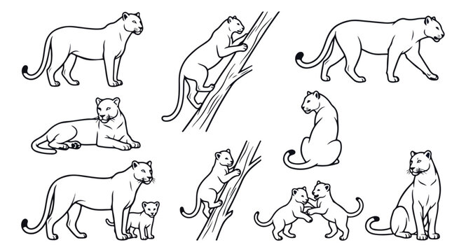 Leopard line art vector set, wild big cat outline illustrations, panthers climbing and sitting poses for wildlife design