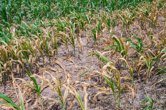Close up of corn dries prematurely in an agricultural field due to a lack of water, it suffers from severe drought stress.
