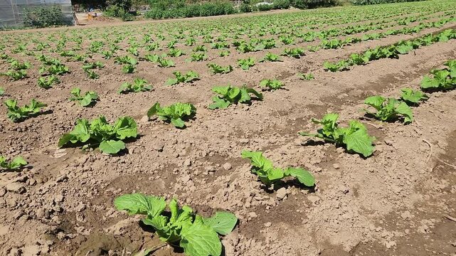 Rows of Young Green Leafy Vegetables Growing in Tilled Farm Soil on a Bright Sunny Day in an Agricultural Fiel