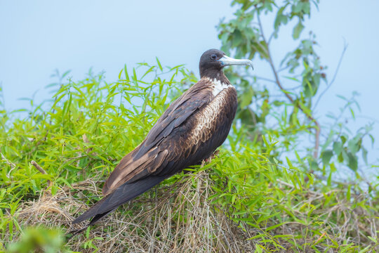 An adult female or subadult magnificent frigatebird perched in a green bush and nesting in its natural habitat on Isla de la Plata, Ecuador.