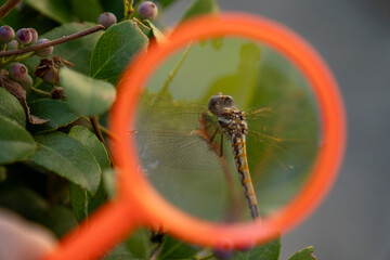 Dragonfly Enlarged Through an Orange Magnifying Glass Among Green Leaves © Kateryna