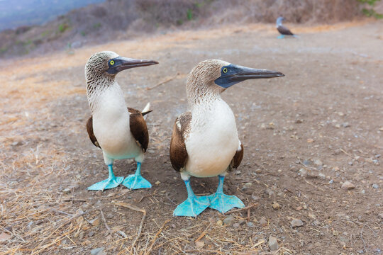 A pair of Blue-footed Boobies (Sula nebouxii) interacting during courtship display on the ground, showcasing their iconic bright blue feet and textured plumage, Galapagos Islands, Ecuador.