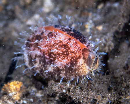 Arabian cowry, Mauritia arabica in Tufi fjords, Papua New Guinea