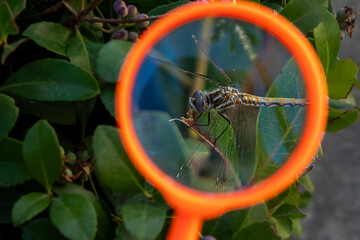Handheld Orange Magnifying Glass Revealing Dragonfly Details © Kateryna