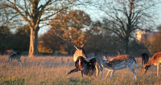 Deer herd, including does and fawns, engaging in playful and social behaviors amidst tall grass in a natural park during warm morning light, with bare trees in the background