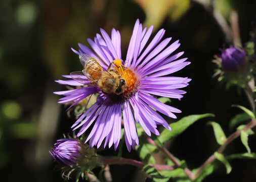 Honeybee (Apis mellifera) pollinates a beautiful New England Aster flower (Symphyotrichum novae-angliae) in the early Autumn. 