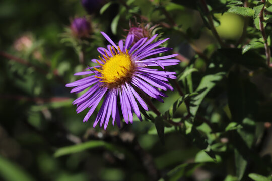 New England Aster (Symphyotrichum novae-angliae) blooming in Ohio in September. This beautiful purple flower is one of our latest blooming wildflowers.