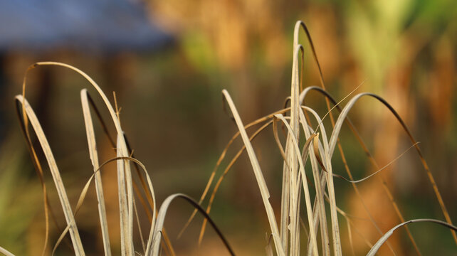 Dry Grass Blades Close Up in Field with Warm Bokeh Background