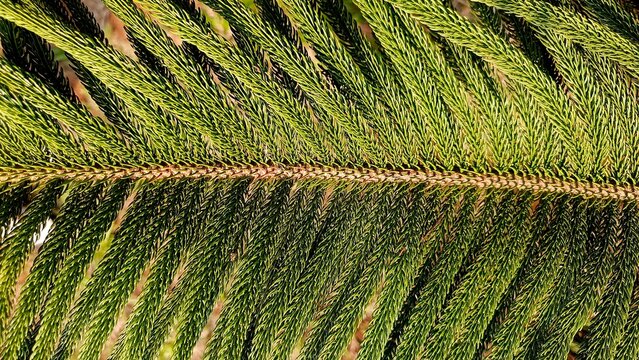 Macro Texture of Evergreen Norfolk Island Pine Leaf Branch