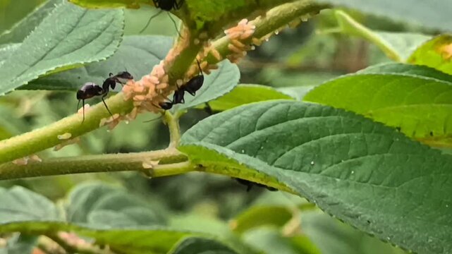 Black ants farming and tending aphids on a green plant stem in nature