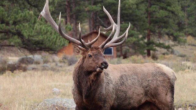 Elk bull bugling during rut