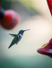 Fototapeta premium Ruby-Throated Hummingbird
