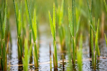 Obraz premium Green reeds growing in water with raindrops on leaves