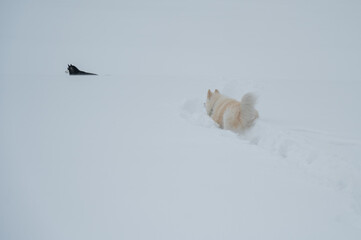 Obraz premium A Samoyed dog runs through the snow.
